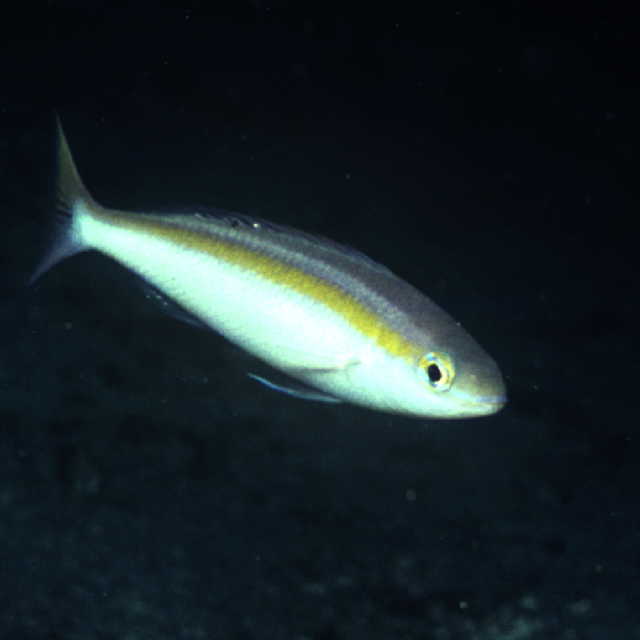 Pentapodus nagasakiensis